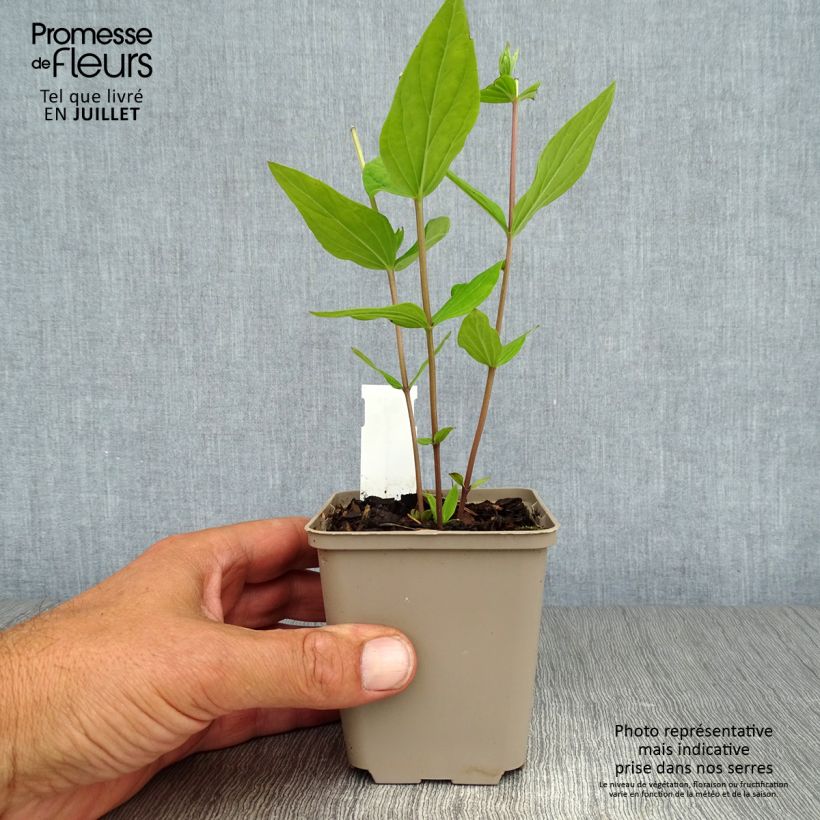 Exemplaar van Spigelia marilandica - Vuurgentiaan Kweekpotje van 8/9 cm zoals geleverd in de zomer
