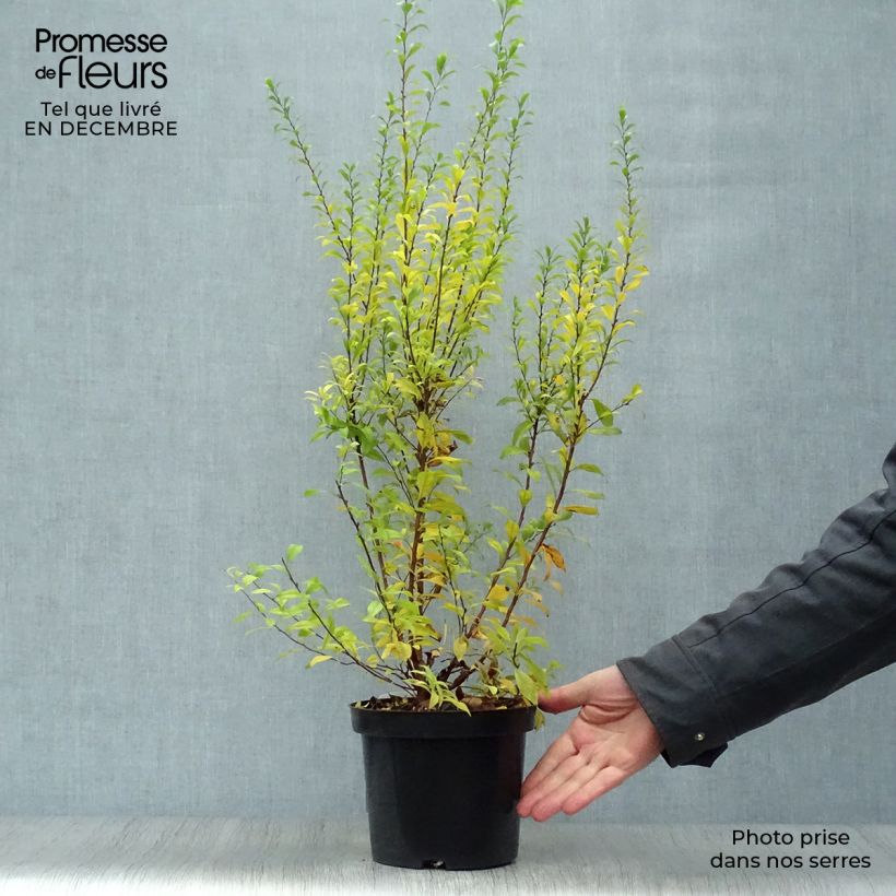 Example of Spiraea thunbergii Fujino Pink - Spirée de Thunberg Pot van 3 l/4 l as you get in hiver