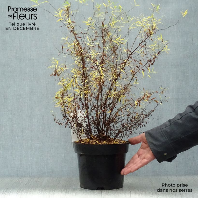 Example of Spiraea thunbergii - Spierstruik Pot van 3 l/4 l as you get in hiver