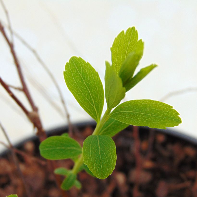 Spiraea arguta - Spierstruik (Foliage)