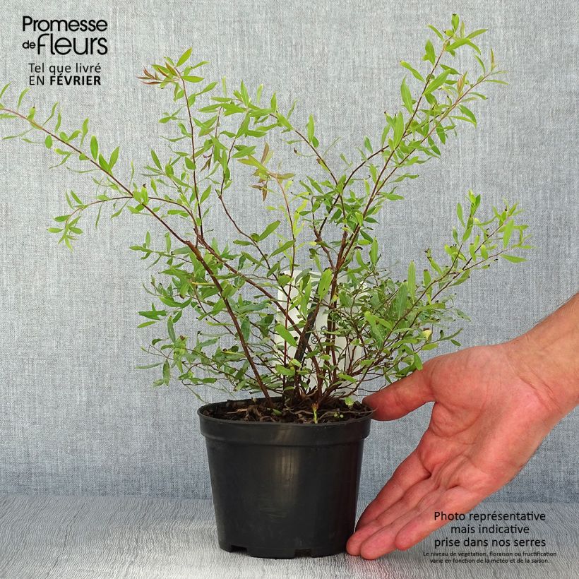 Exemplaar van Spiraea arguta - Spierstruik Pot van 1 l/1,5 l zoals geleverd in de herfst