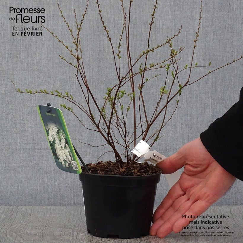 Example of Spiraea arguta - Spirée blanche Pot van 1 l/1,5 l as you get in hiver