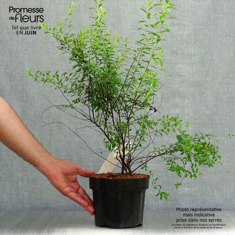 Exemplaar van Spiraea arguta - Spierstruik Pot van 3 l/4 l zoals geleverd in de zomer