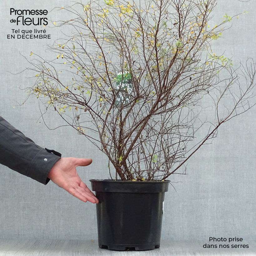 Example of Spiraea arguta - Spirée blanche Pot van 7,5 l/10 l as you get in hiver