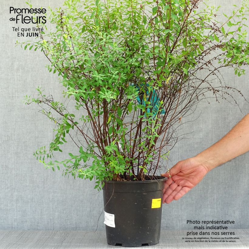 Exemplaar van Spiraea arguta - Spierstruik Pot van 7,5 l/10 l zoals geleverd in de zomer
