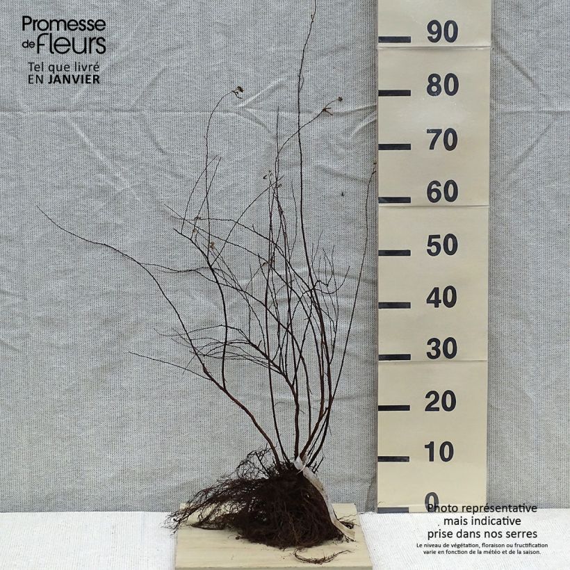 Example of Spiraea arguta - Spirée blanche Naakte wortel as you get in hiver