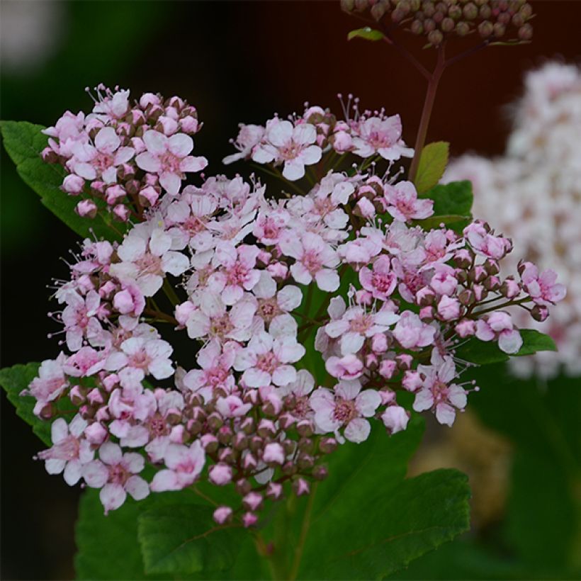 Spiraea betulifolia Pink Sparkler - Spierstruik (Flowering)