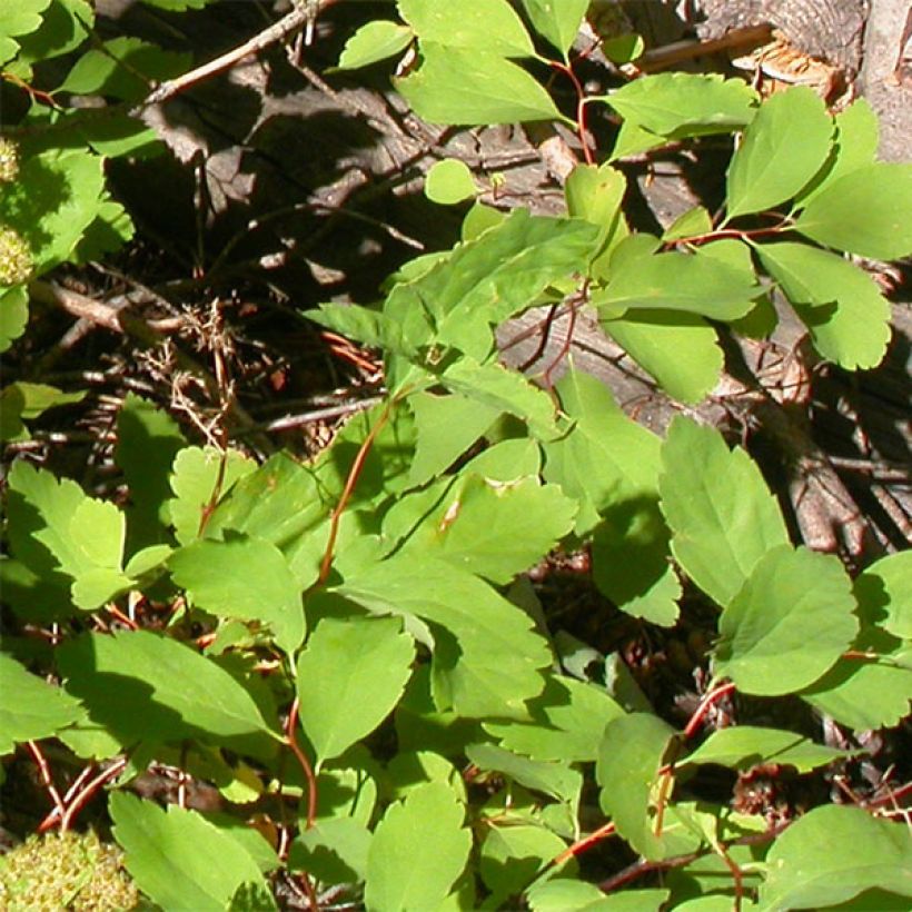 Spiraea betulifolia Tor - Spierstruik (Foliage)