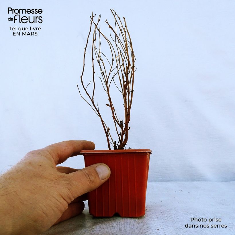 Exemplaar van Spiraea billardii - Spierstruik Kweekpotje van 8/9 cm zoals geleverd in de lente