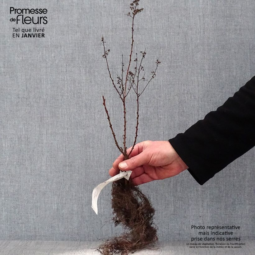 Example of Spiraea billardii - Spirée Naakte wortel as you get in hiver