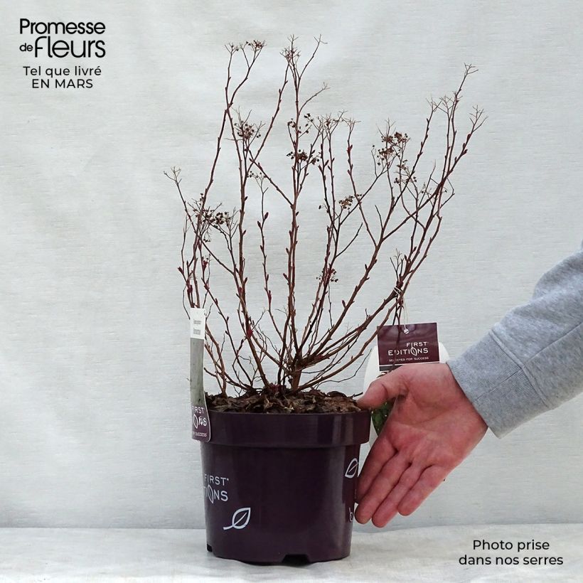 Exemplaar van Spiraea bumalda Superstar - Spierstruik Pot van 3 l/4 l zoals geleverd in de lente