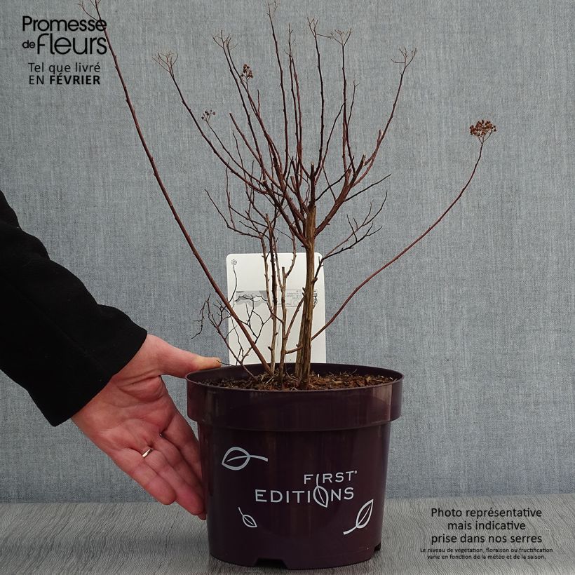 Example of Spiraea bumalda Superstar - Spirée japonaise Pot van 3 l/4 l as you get in hiver
