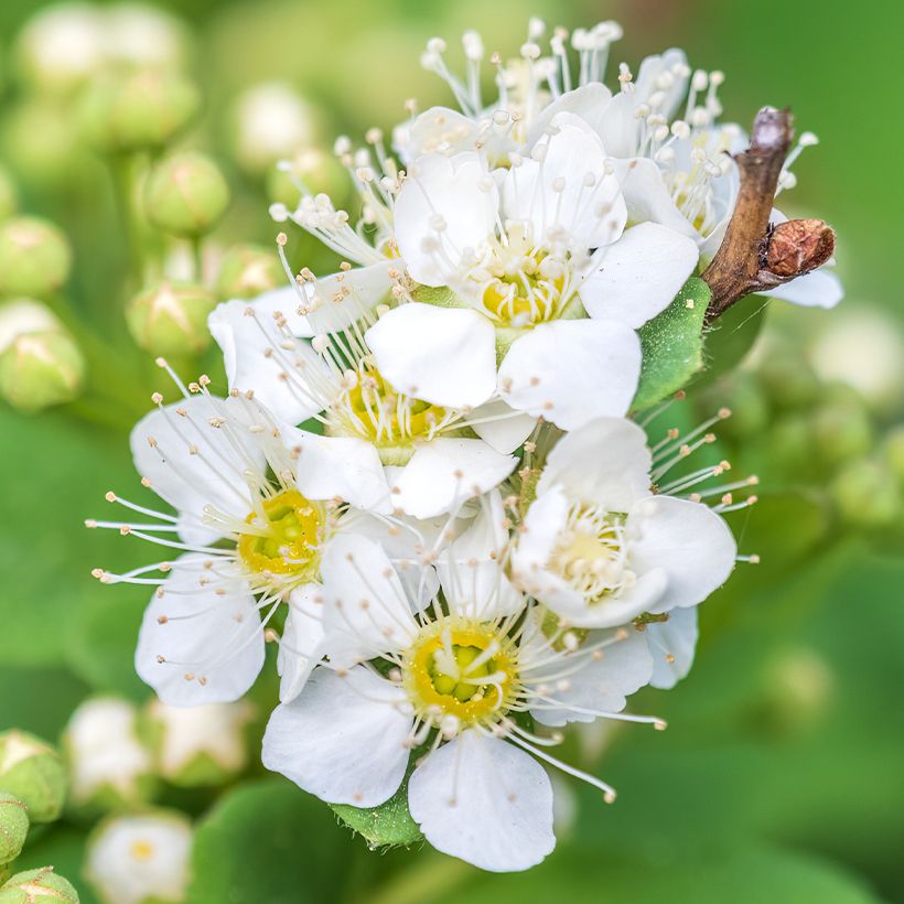 Spiraea chamaedryfolia - Iepspirea (Flowering)