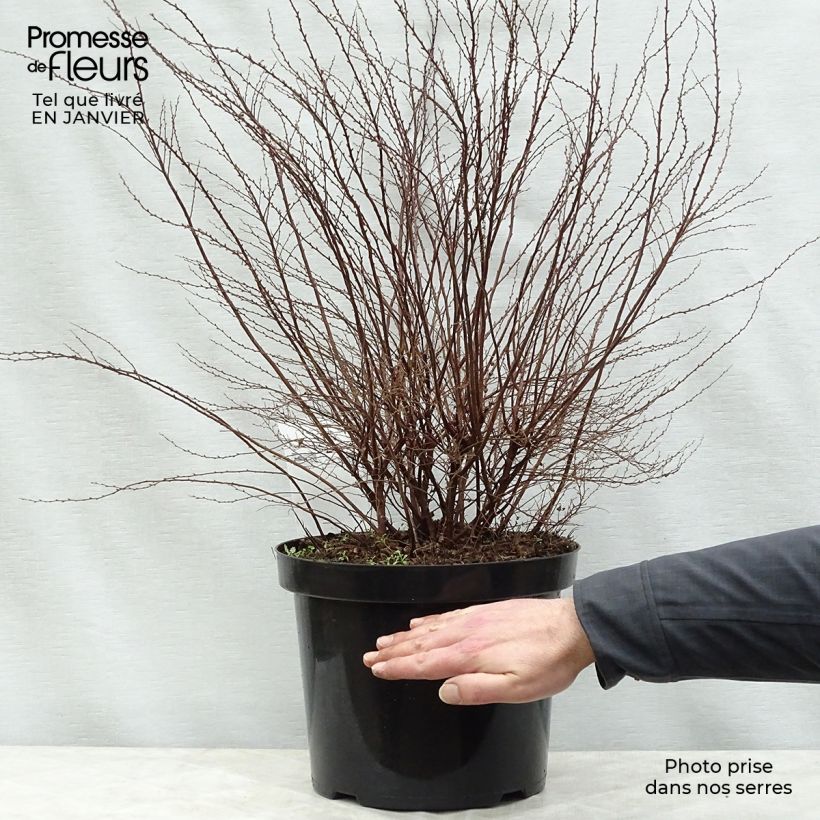 Example of Spiraea cinerea Graciosa-Spirée dentelée Pot van 7,5 l/10 l as you get in hiver
