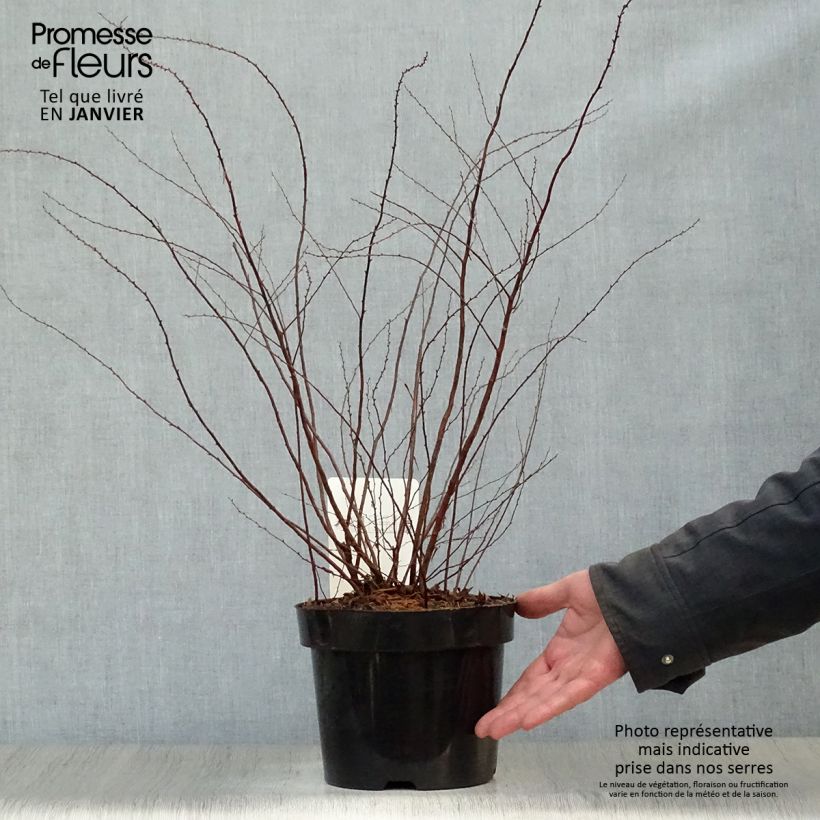 Example of Spiraea cinerea Graciosa-Spirée dentelée Pot van 2 l/3 l as you get in hiver