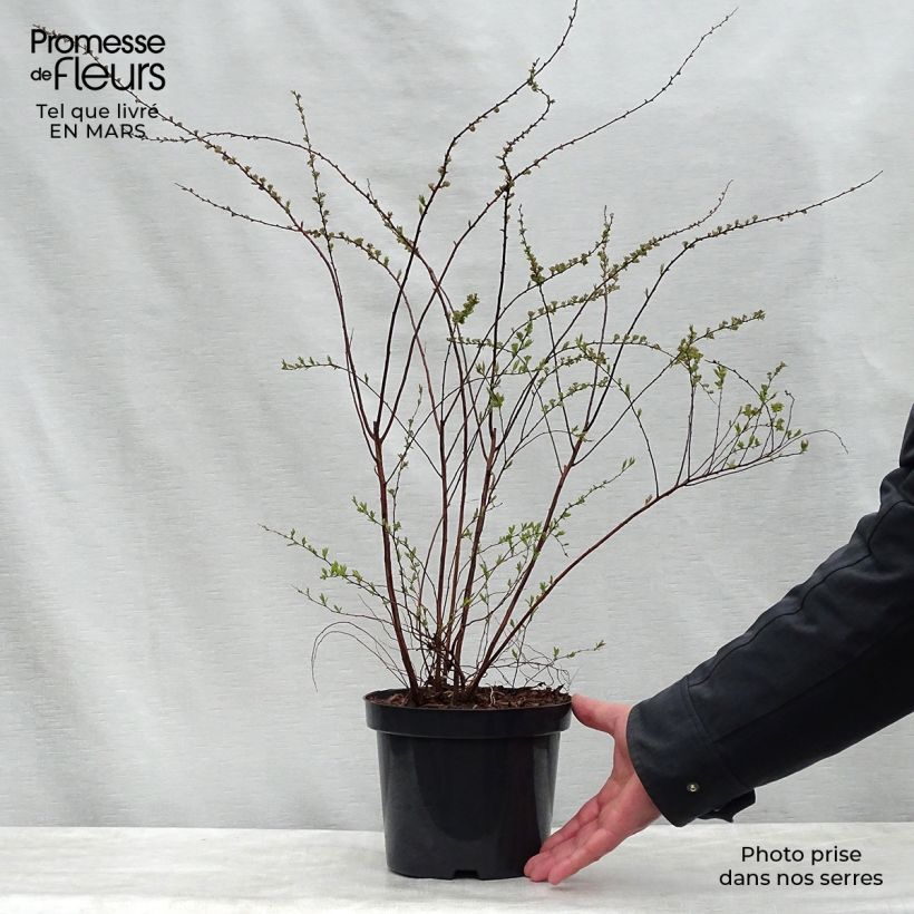 Exemplaar van Spiraea cinerea Graciosa - Spierstruik dentelée Pot van 2 l/3 l zoals geleverd in de lente