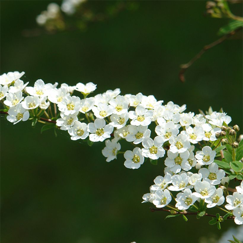 Spierstruik Grefsheim - Spiraea cinerea (Flowering)