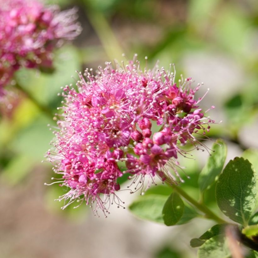 Spiraea densiflora - Spierstruik (Flowering)