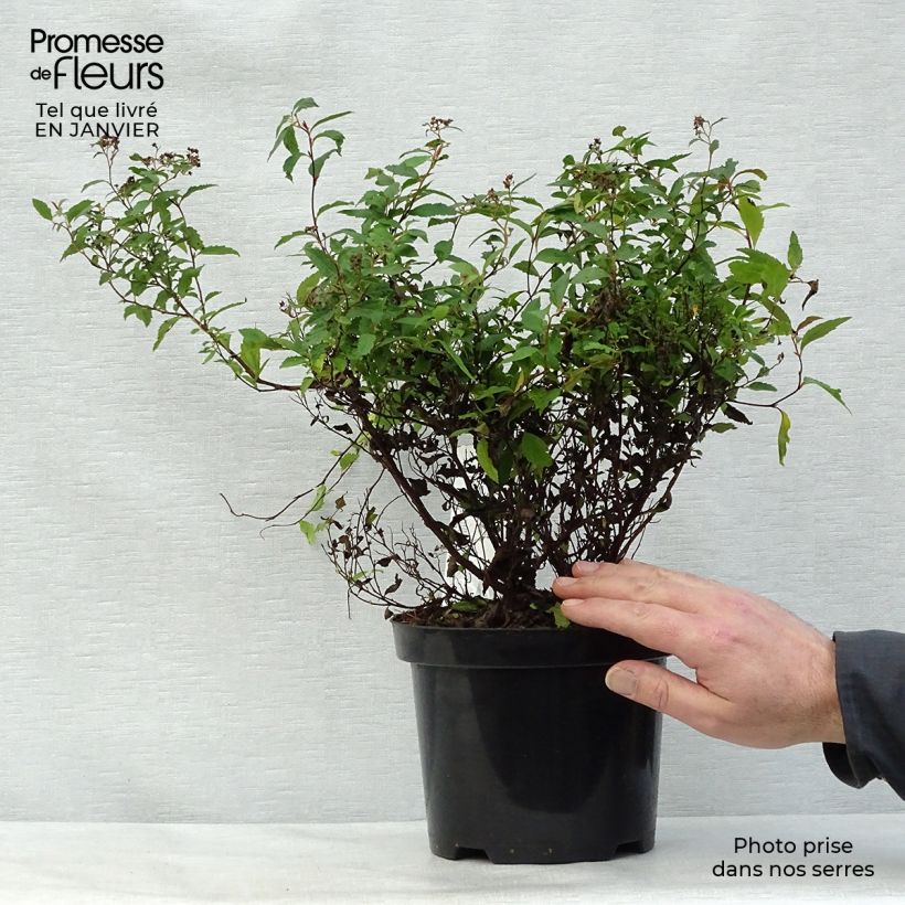 Example of Spierstruik Anthony Waterer - Spiraea japonica Pot van 3 l/4 l as you get in hiver