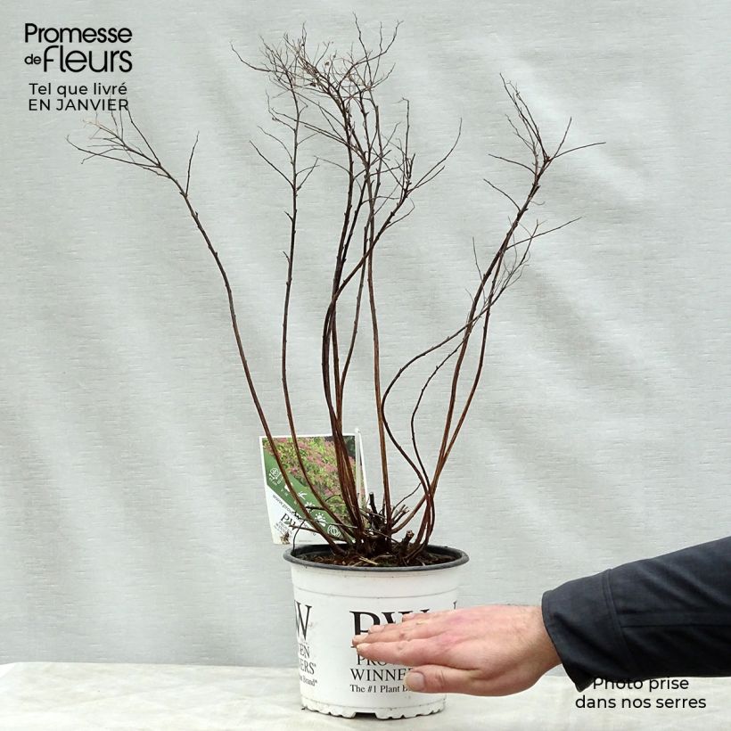 Example of Spirée japonaise Double Play Gold - Spiraea japonica Pot van 2 l/3 l as you get in hiver