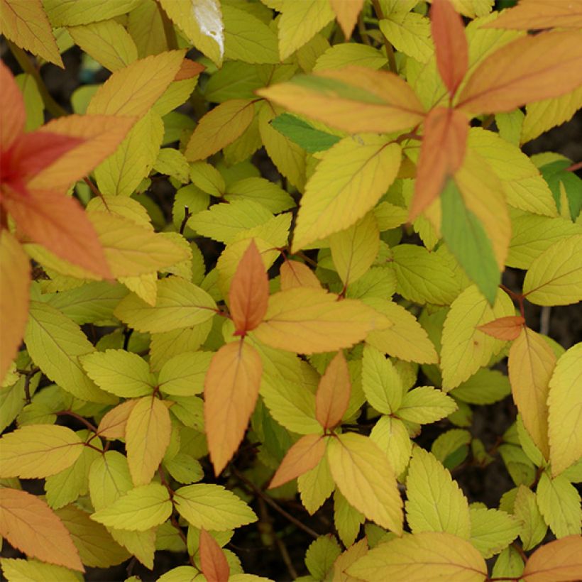 Spiraea japonica Magic Carpet - Spierstruik (Foliage)