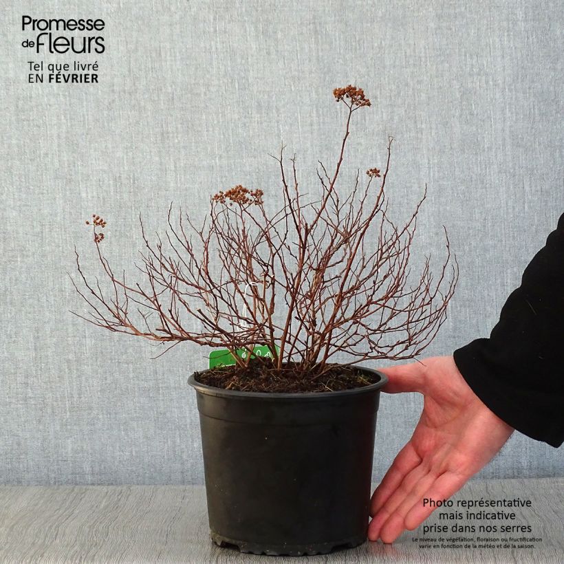 Example of Spiraea japonica Merlo Green - Spirée japonaise Pot van 2 l/3 l as you get in hiver