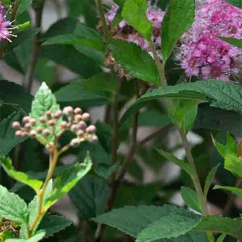 Spiraea japonica Shirobana - Spierstruik (Foliage)