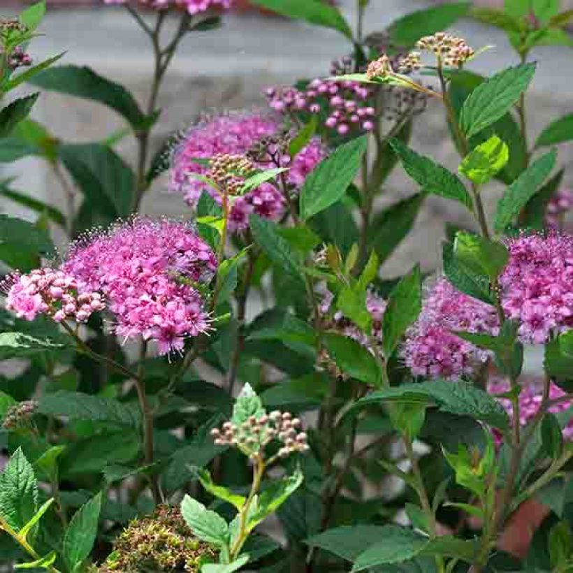 Spiraea japonica Shirobana - Spierstruik (Flowering)