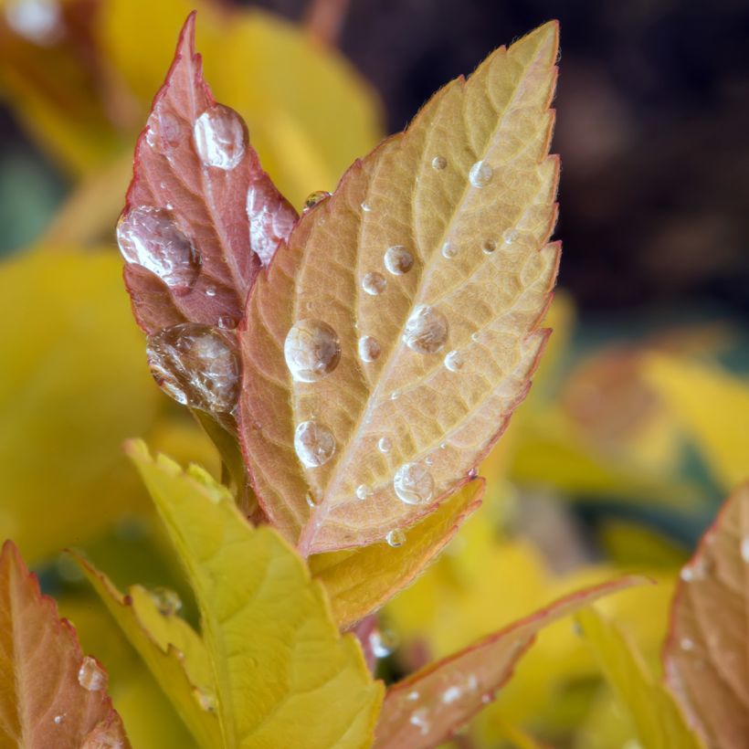 Spiraea japonica Pink & Gold - Spierstruik (Foliage)