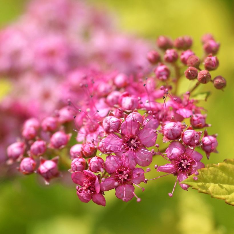 Spiraea japonica Pink & Gold - Spierstruik (Flowering)