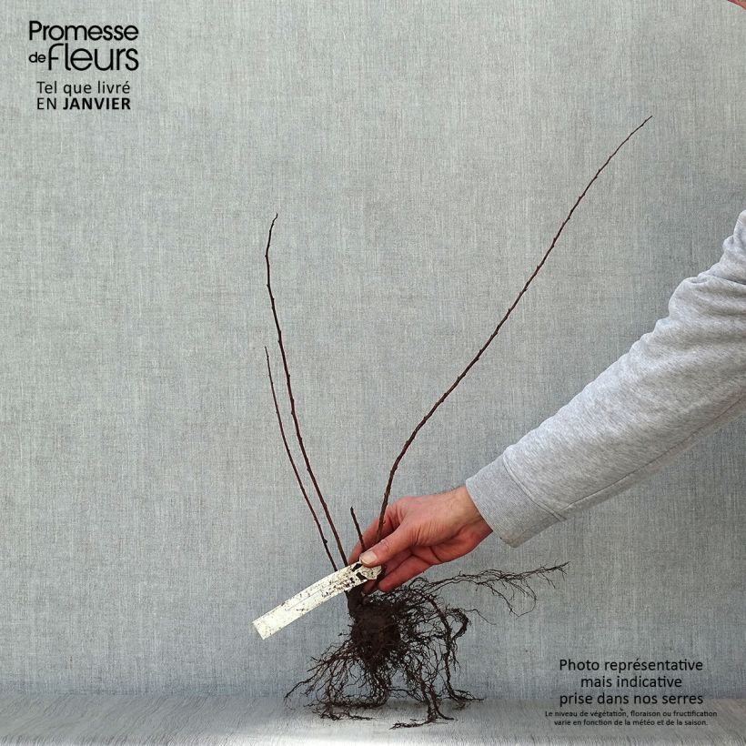 Example of Spiraea nipponica June Bride - Spirée japonaise Naakte wortel as you get in hiver