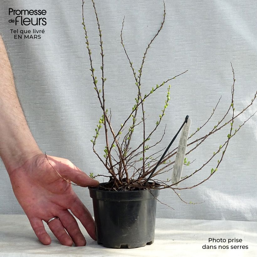 Example of Spiraea nipponica Snowmound - Nipponspirea Pot van 1 l/1,5 l as you get in hiver