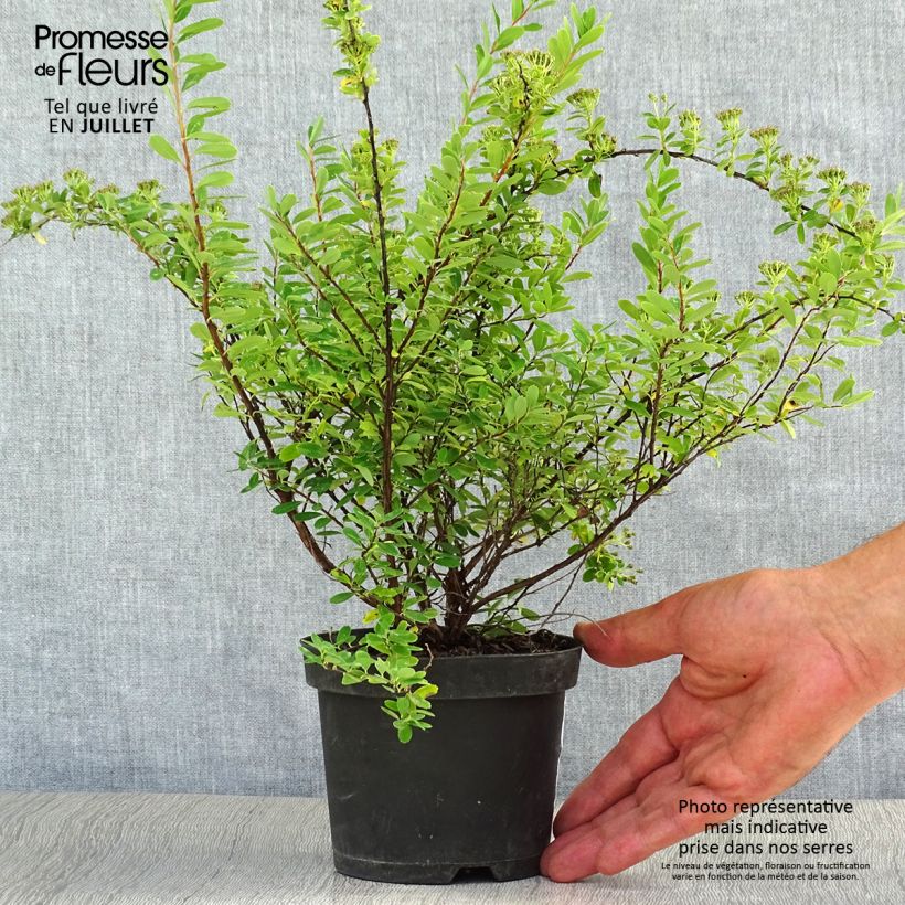 Exemplaar van Spiraea nipponica Snowmound - Nipponspirea Pot van 1 l/1,5 l zoals geleverd in de zomer