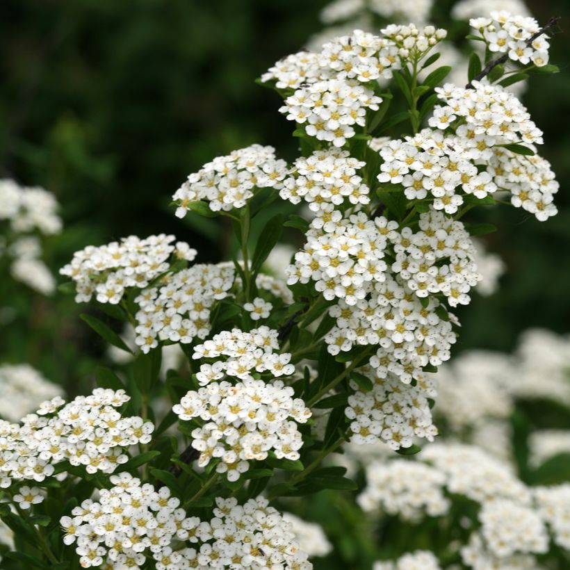 Spiraea nipponica Wedding Cake - Spirea (Flowering)