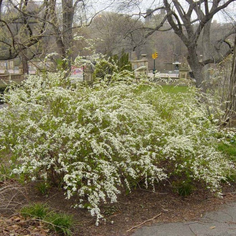 Spiraea prunifolia Plena - Spierstruik (Plant habit)