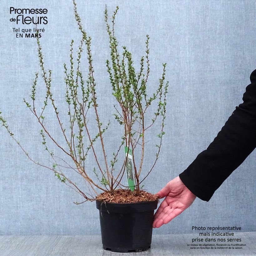 Example of Spiraea prunifolia Plena - Spirée blanche Pot van 2 l/3 l as you get in hiver
