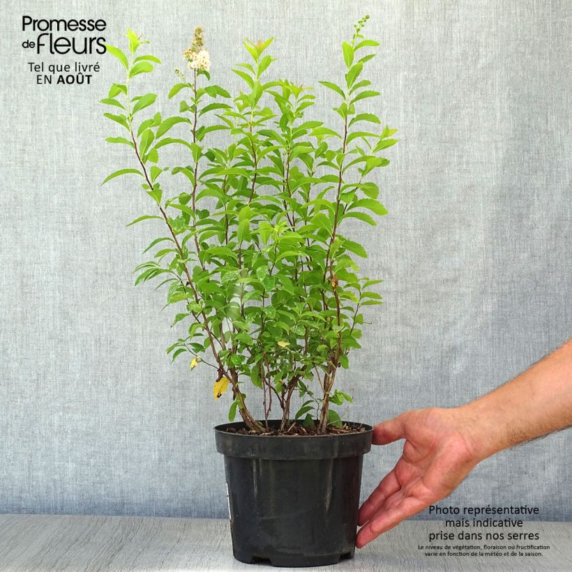 Exemplaar van Spiraea prunifolia - Spierstruik Pot van 2 l/3 l zoals geleverd in de zomer