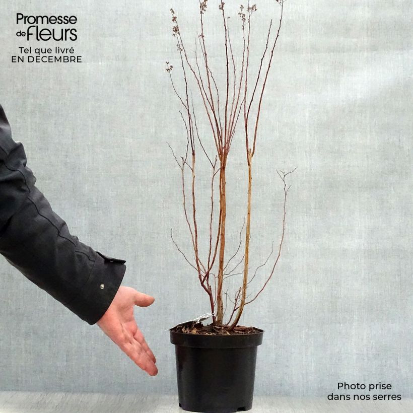 Example of Spiraea prunifolia - Spirée à feuilles de Prunier Pot van 2 l/3 l as you get in hiver