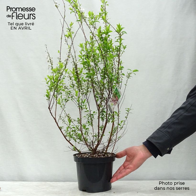 Exemplaar van Spiraea thunbergii Fujino Pink - Spierstruik Pot van 3 l/4 l zoals geleverd in de lente