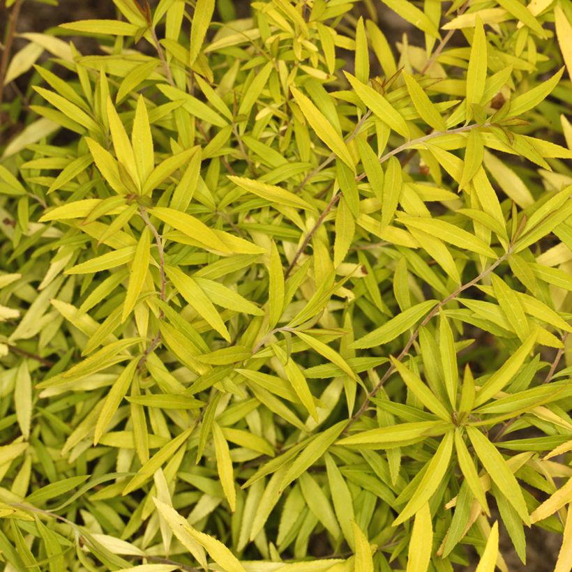 Spiraea thunbergii Ogon - Spierstruik (Blad)