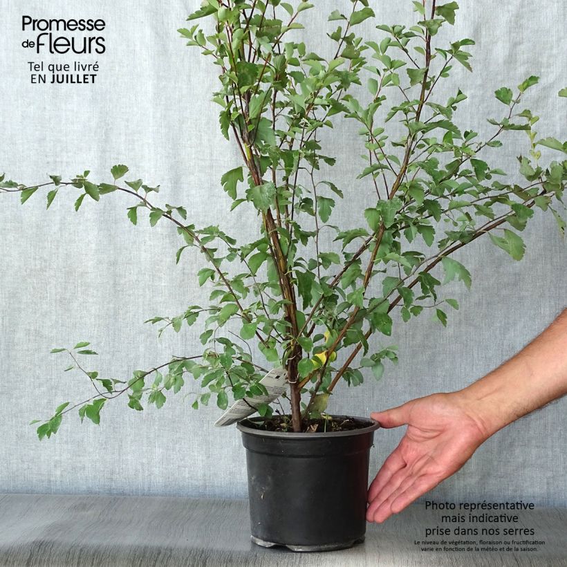 Exemplaar van Spiraea vanhouttei - Spierstruik Pot van 2 l/3 l zoals geleverd in de zomer