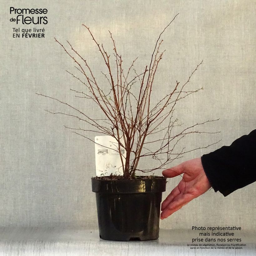 Example of Spiraea vanhouttei - Spirée de Van Houtte Pot van 2 l/3 l as you get in hiver