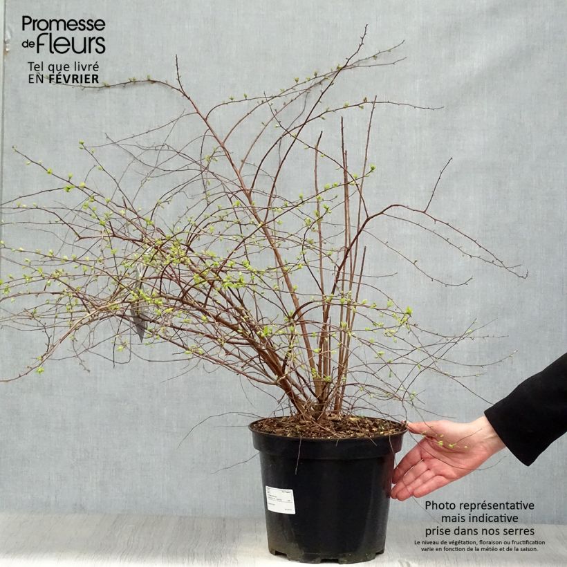Example of Spiraea vanhouttei - Spirée de Van Houtte Pot van 6 l/7 l as you get in hiver