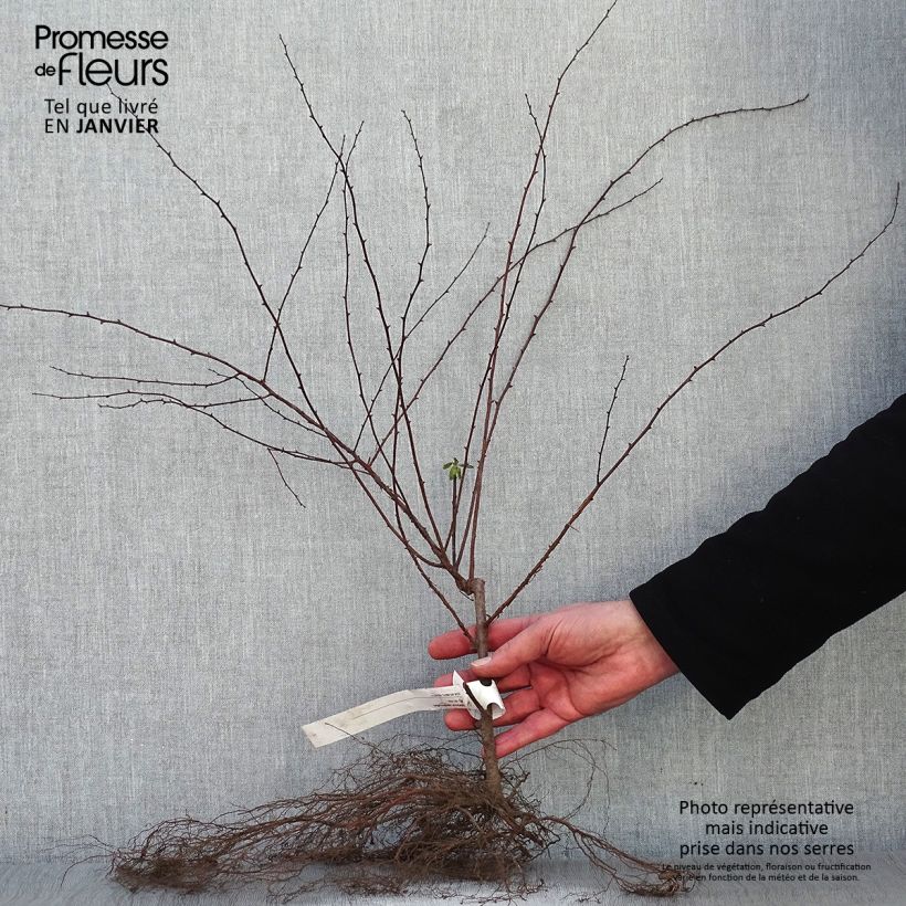 Example of Spiraea vanhouttei - Spirée de Van Houtte Naakte wortel as you get in hiver