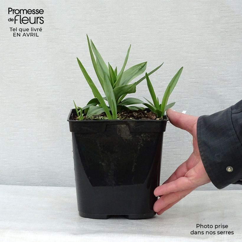 Exemplaar van Spiranthes cernua var odorata Chadds Ford - Schroeforchis Pot van 2 l/3 l zoals geleverd in de lente