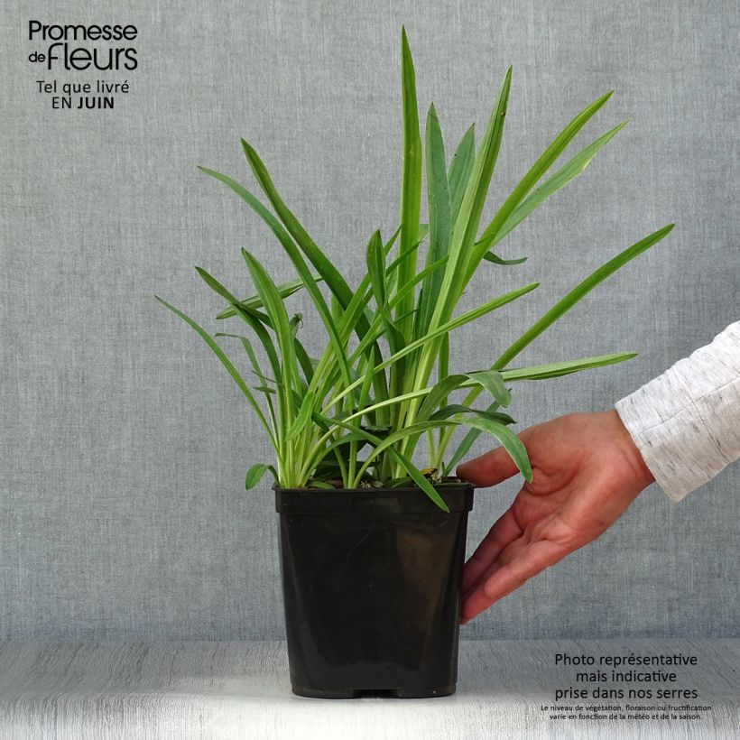 Exemplaar van Spiranthes cernua var odorata Chadds Ford - Schroeforchis Pot van 2 l/3 l zoals geleverd in de zomer