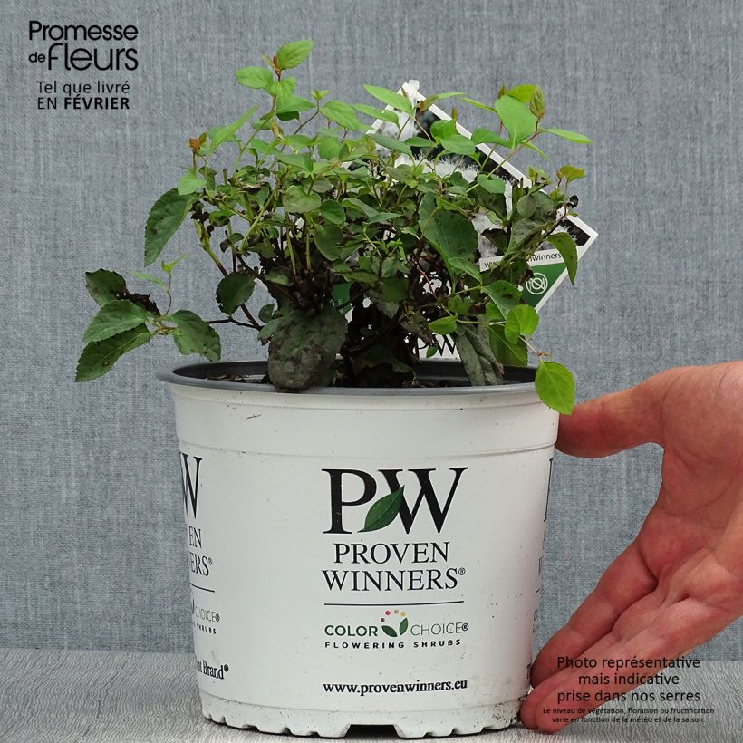 Exemplaar van Spiraea japonica Double Play Blue Kazoo - Spierstruik Pot van 2 l/3 l zoals geleverd in de herfst