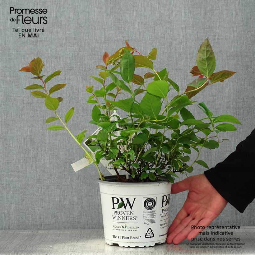Exemplaar van Spiraea japonica Double Play Blue Kazoo - Spierstruik Pot van 2 l/3 l zoals geleverd in de lente