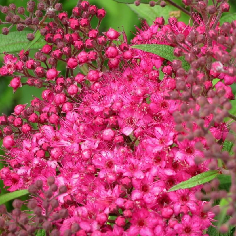 Spiraea japonica Neon Flash - Spierstruik (Bloei)