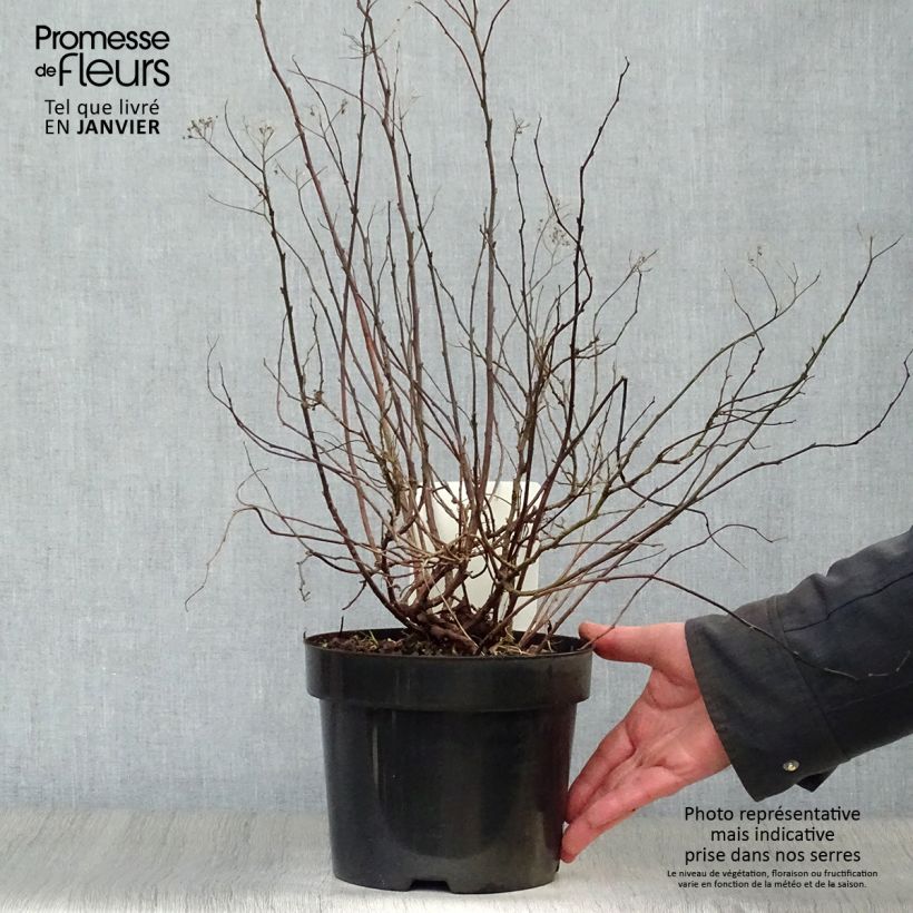 Example of Spirée à feuille de bouleau Pink Sparkler - Spiraea betulifolia Pot van 2 l/3 l as you get in hiver